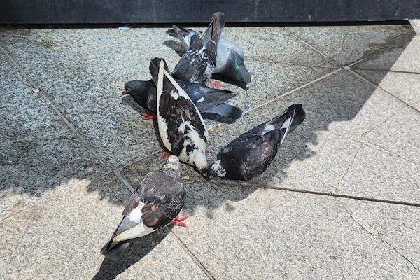 Pigeons in Chicago