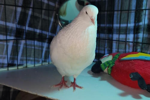 Pigeon